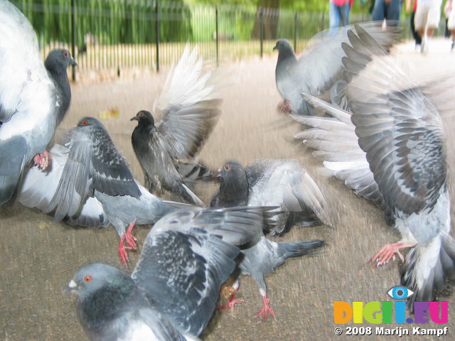 3336 Flying Rats